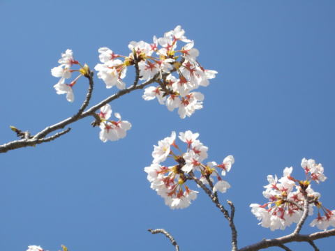 ２０１４厚木の桜④-森の里・若宮公園-/向日葵せい体院 画像